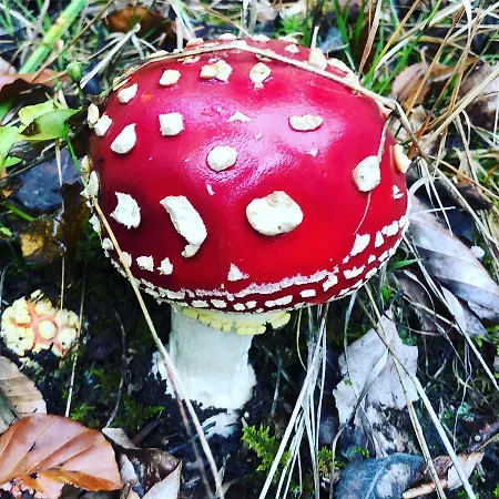 Haus Im Schwarzwald Ferienhaus *