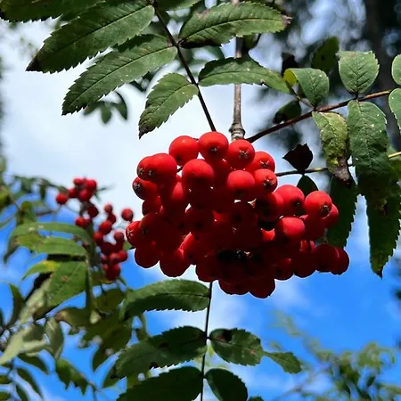 Haus Im Schwarzwald Ferienhaus