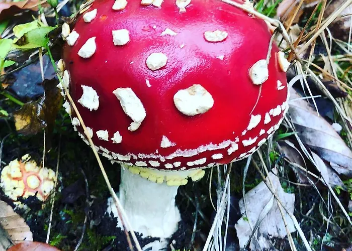 Haus Im Schwarzwald Casa vacanze *