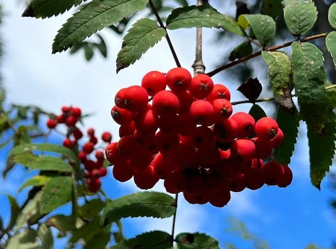 Haus Im Schwarzwald Casa vacanze